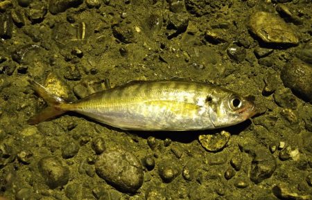 エギングがダメだったので